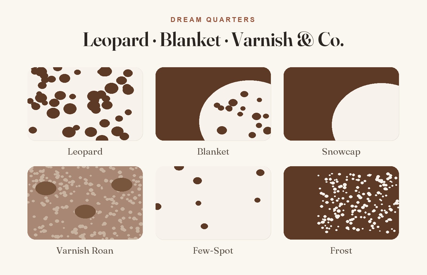 Appaloosa im Porträt: Muster, Charakter, Geschichte