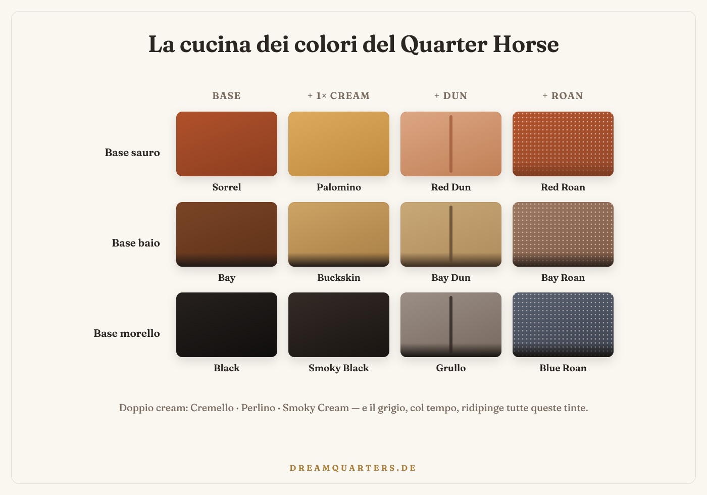 Tabella dei colori del Quarter Horse: basi sorrel, bay, black con varianti cream, dun e roan come palomino, buckskin, grullo e blue roan