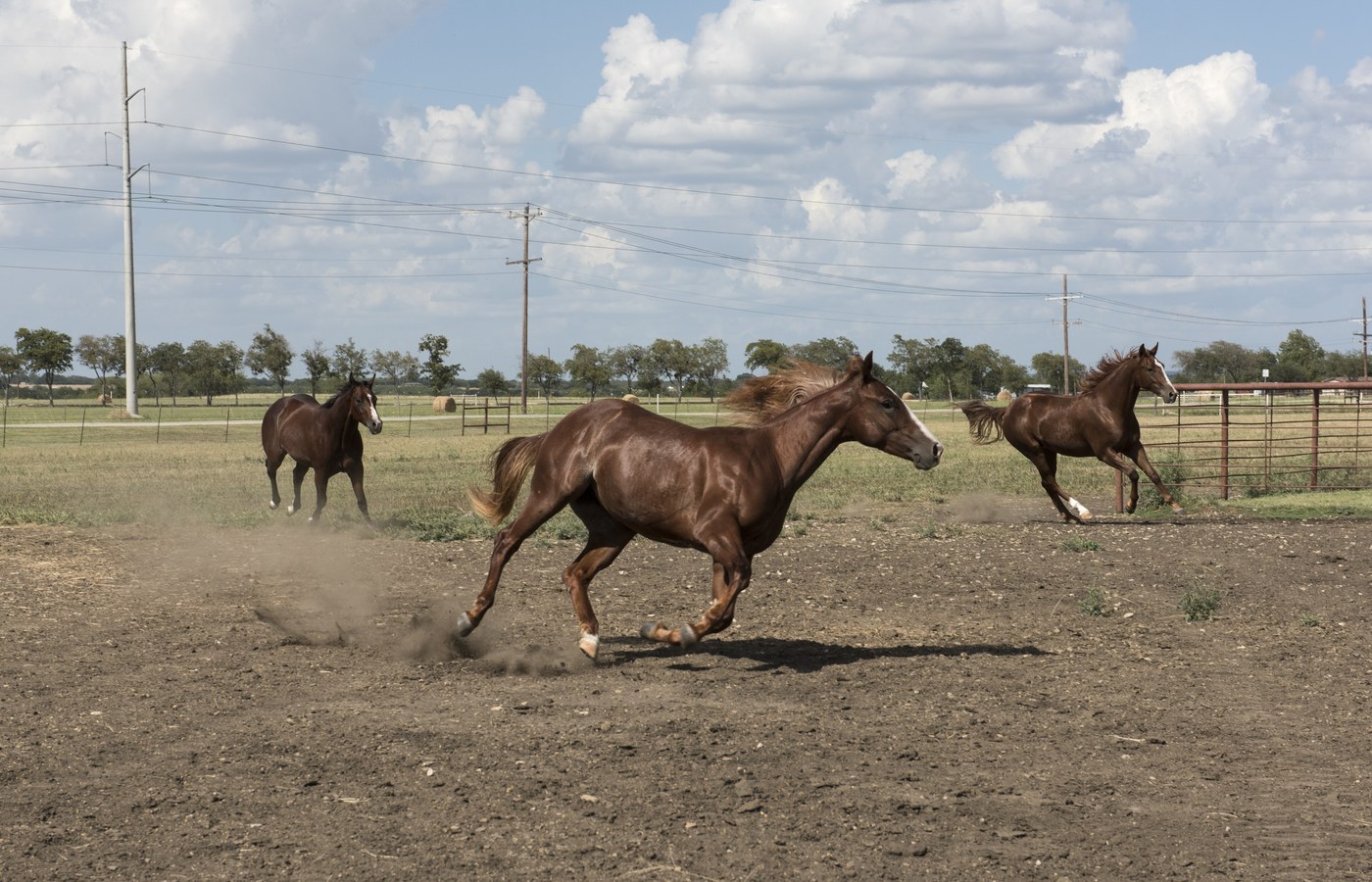 Warum ist dein Quarter Horse nach einem Rennen benannt, das es nie gelaufen ist?