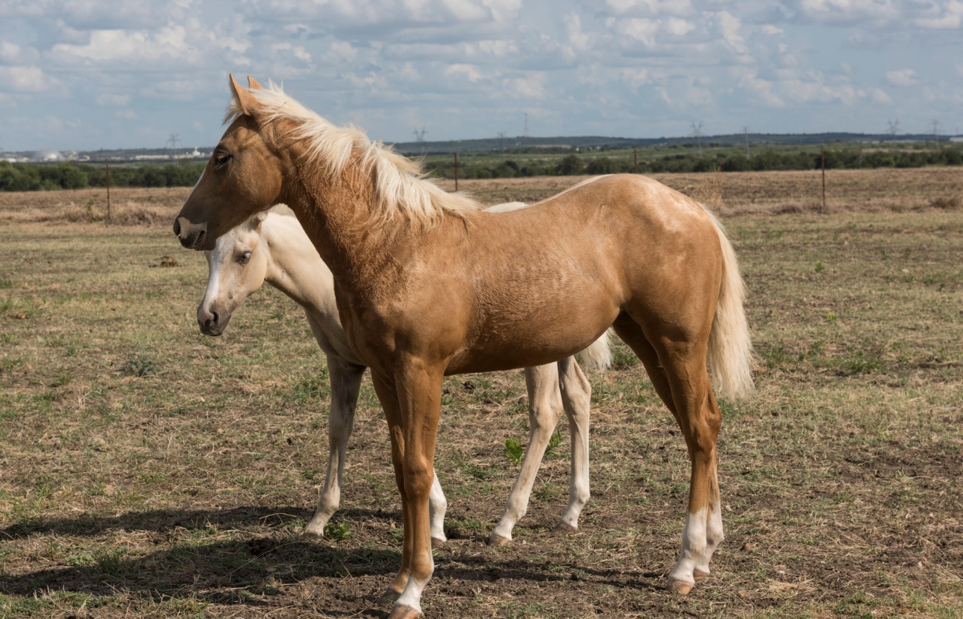 Quarter-Horse-Namen: 20 Zeichen, kein Apostroph, und warum Gunner Gunner heißt