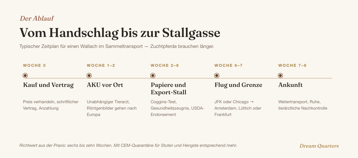 Zeitplan Pferdeimport USA nach Europa: Kauf, AKU, Papiere und Export-Stall, Flug, Ankunft in sechs bis zehn Wochen