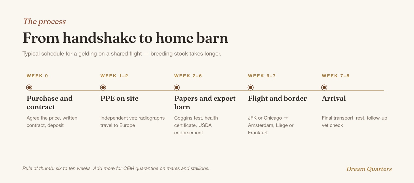 Timeline for importing a horse from the USA to Europe: purchase, pre-purchase exam, papers and export barn, flight, arrival within six to ten weeks