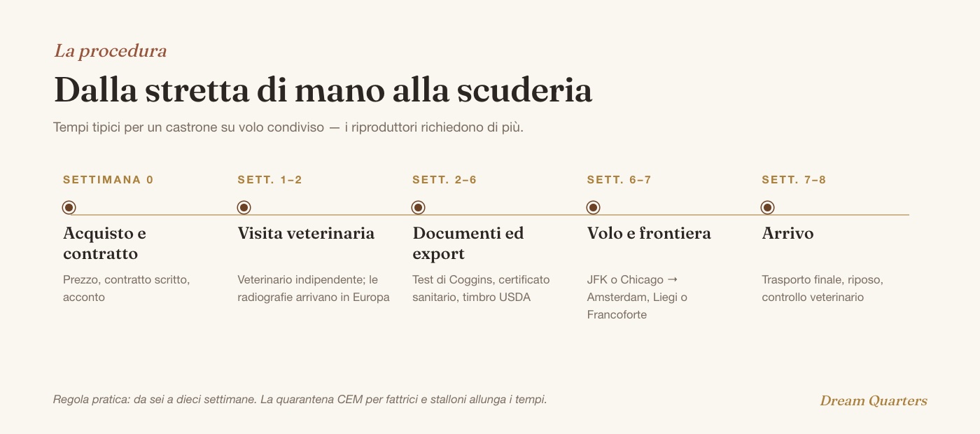 Tempi per importare un cavallo dagli USA in Europa: acquisto, visita veterinaria, documenti e scuderia export, volo, arrivo in sei-dieci settimane