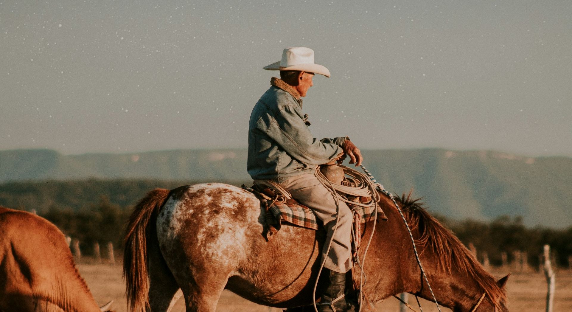 Cowboy auf Appaloosa bei der Herde