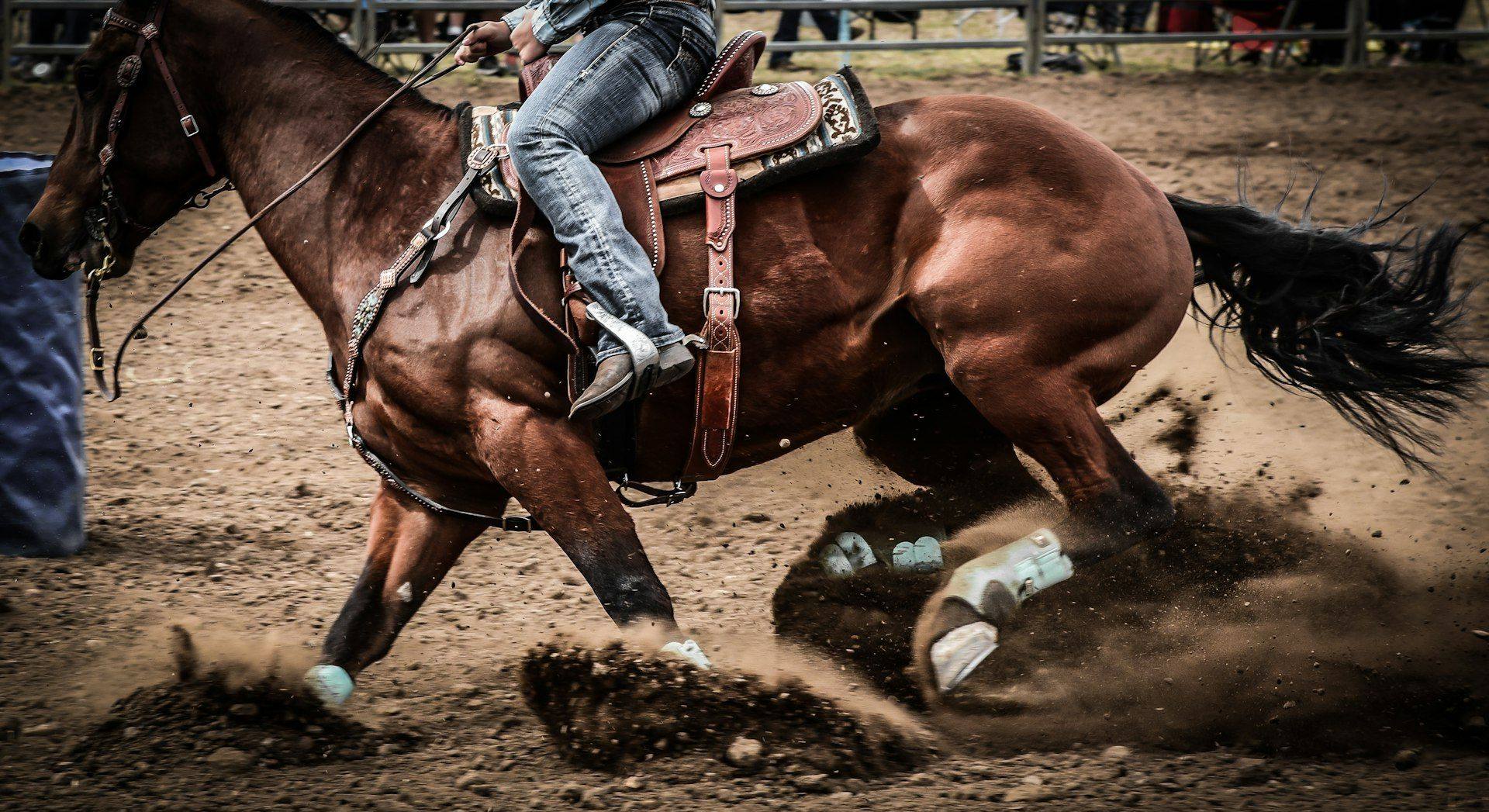 Westernpferd bei der Wendung in der Arena