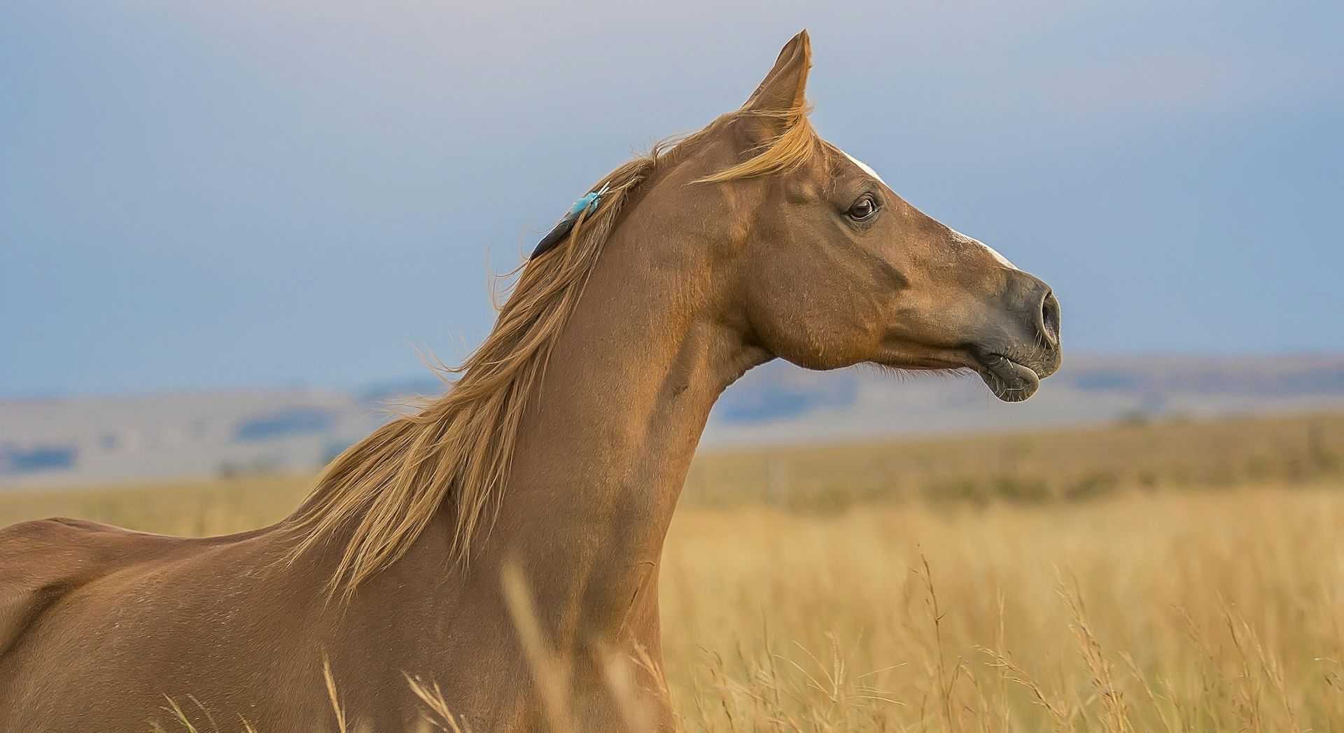 Palomino im goldenen Feld