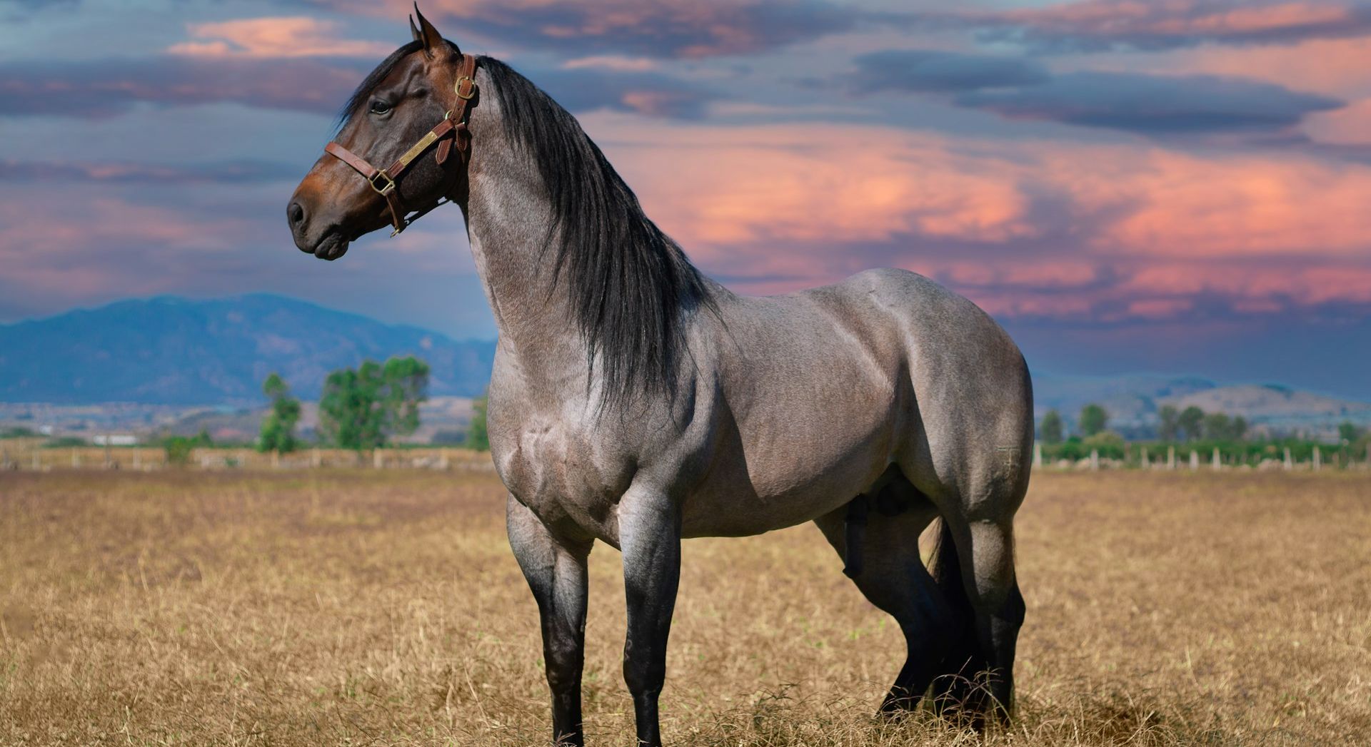 Blue Roan im Abendlicht