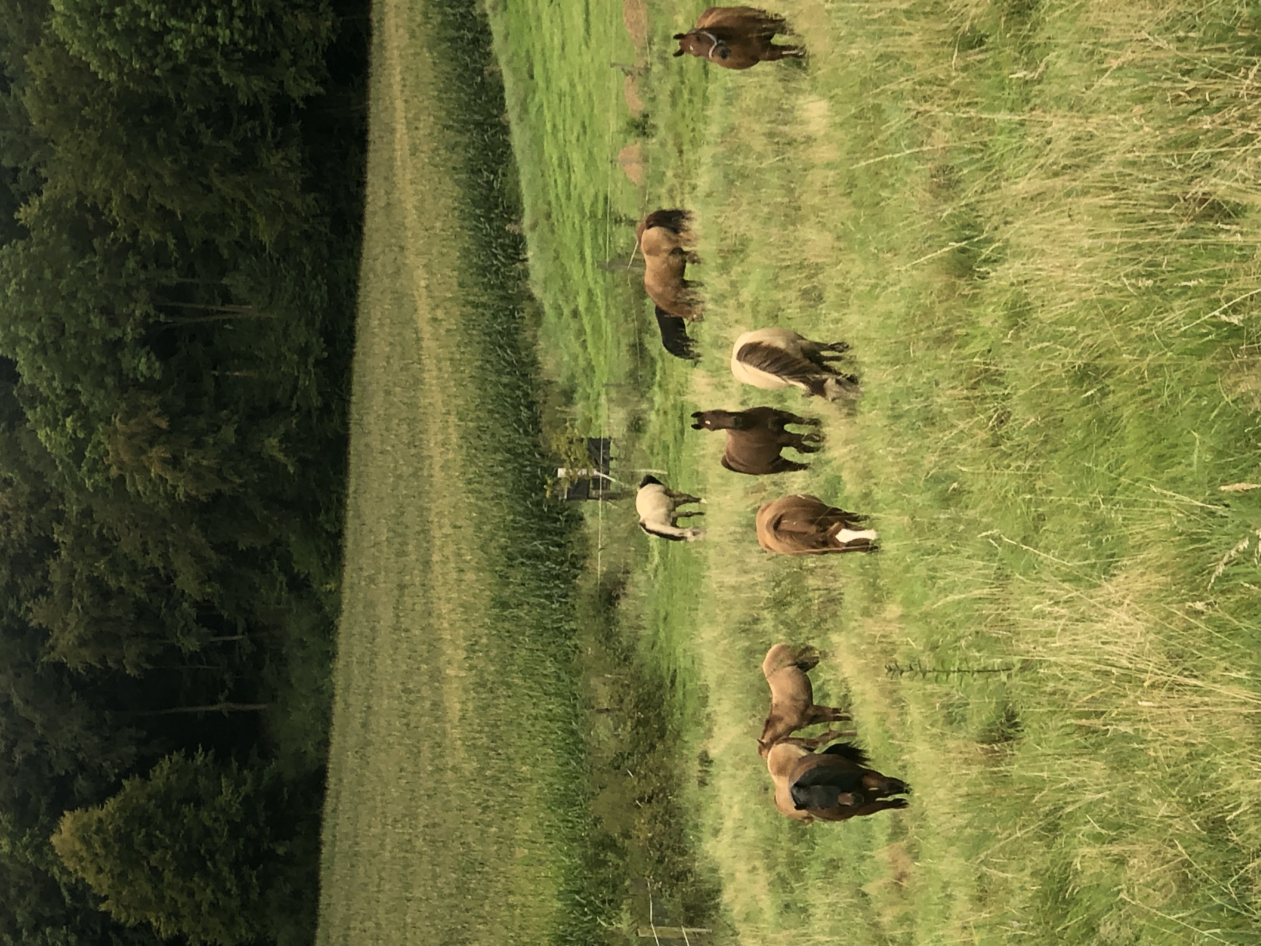 Rider with Quarter Horse